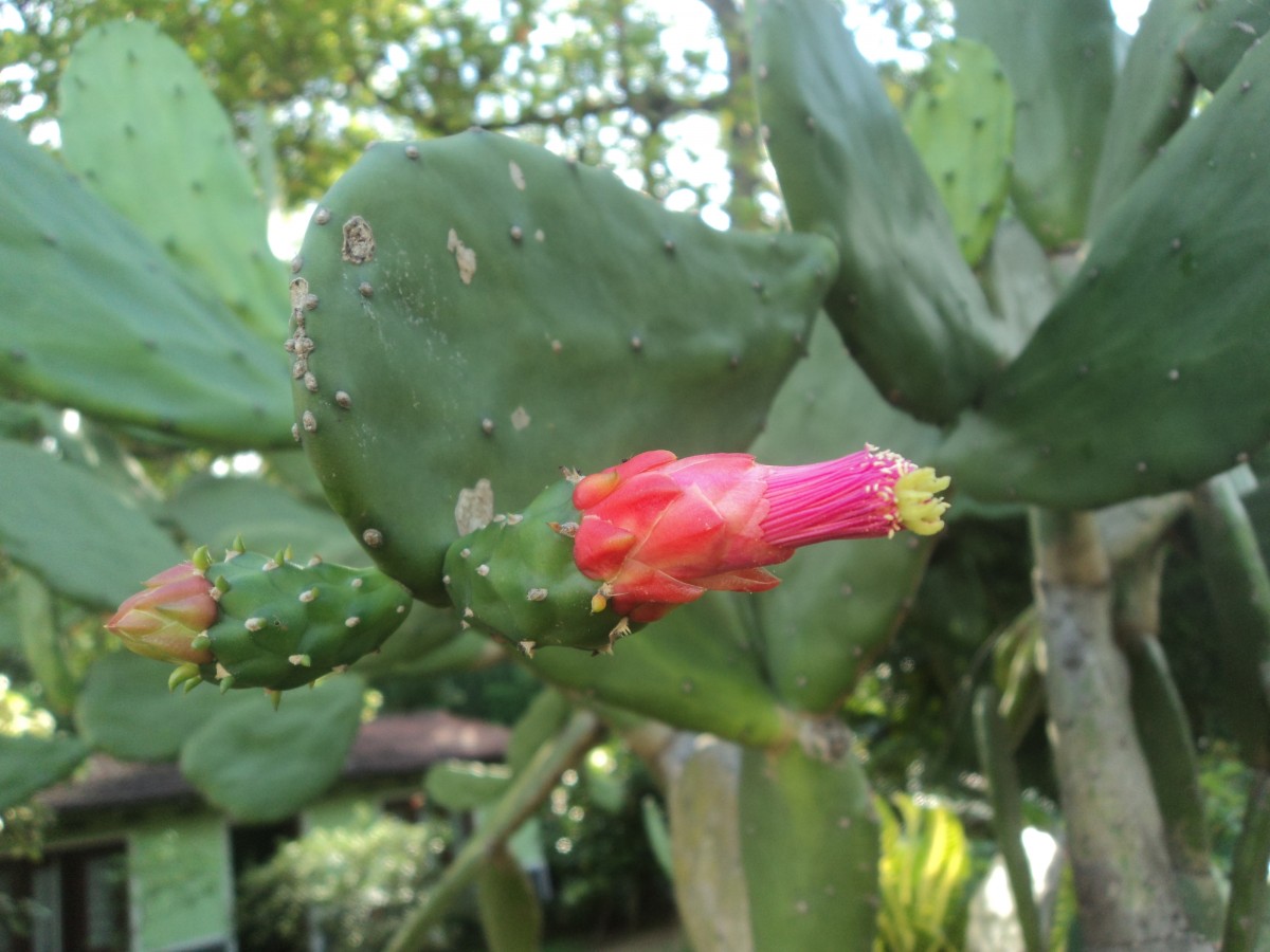 Opuntia cochenillifera (L.) Mill.